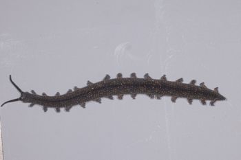 Media type: image;   Invertebrate Zoology 168055 Description: Digital photograph of specimen in life.;